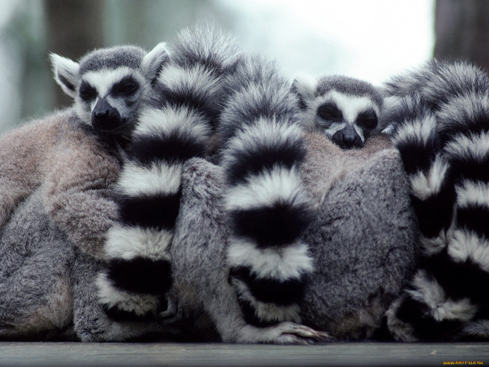 lump, of, lemurs, , 